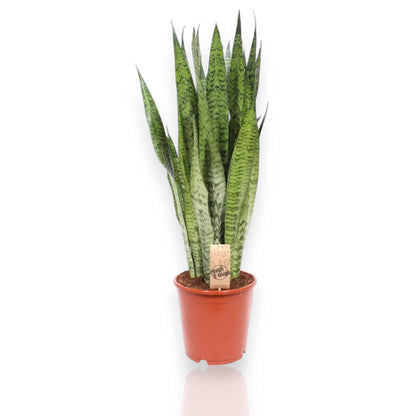 Sansevieria zeylanica