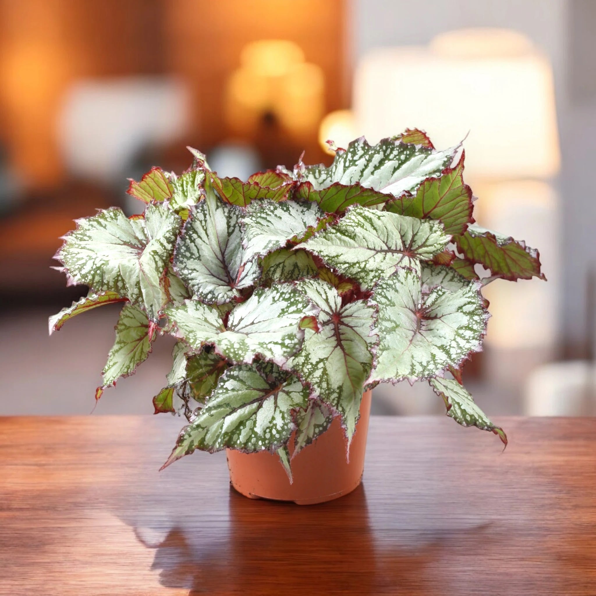 Begonia rex 'Asian tundra'