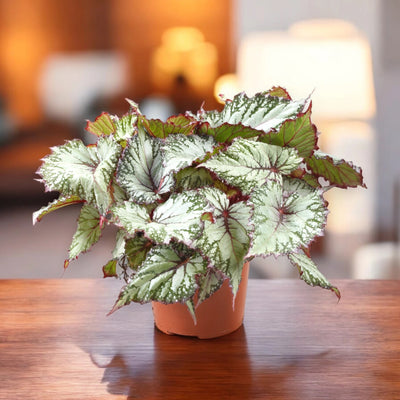 Begonia rex 'Asian tundra'