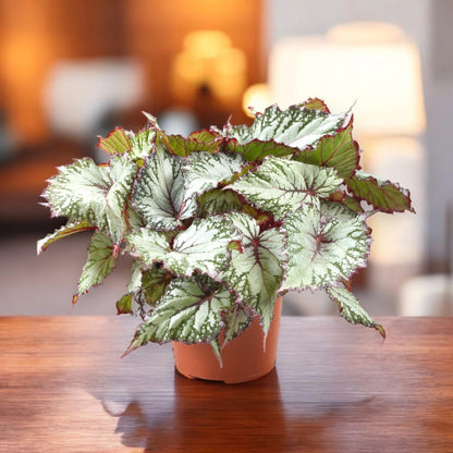 Begonia rex 'Asian tundra'