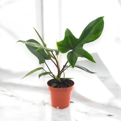 Philodendron 'Florida Green'