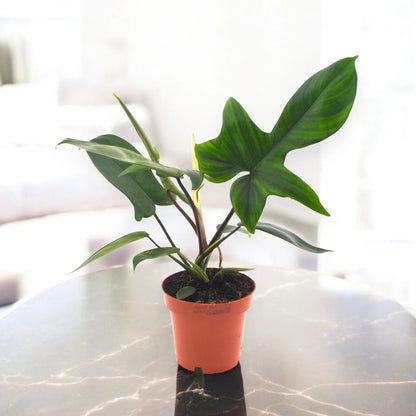 Philodendron 'Florida Green'
