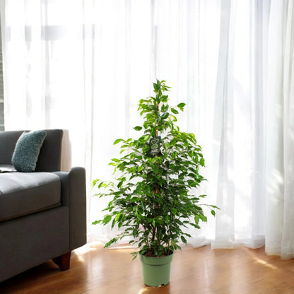 Ficus benjamina 'Exotica'