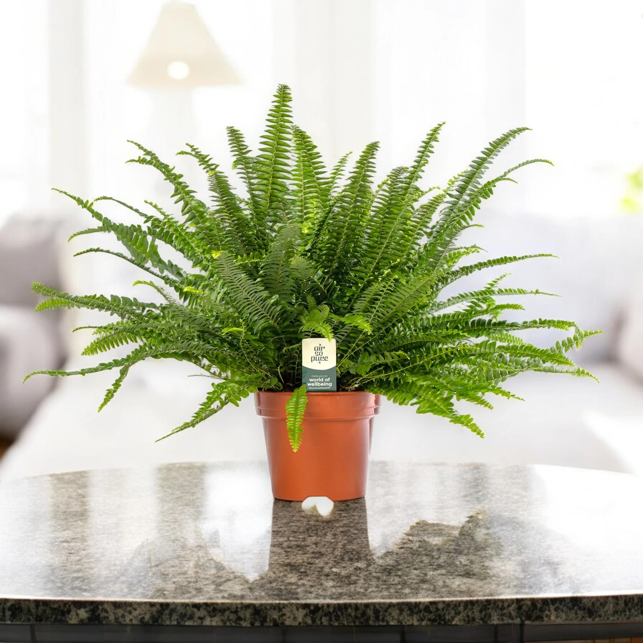 Nephrolepis exaltata 'Green lady'