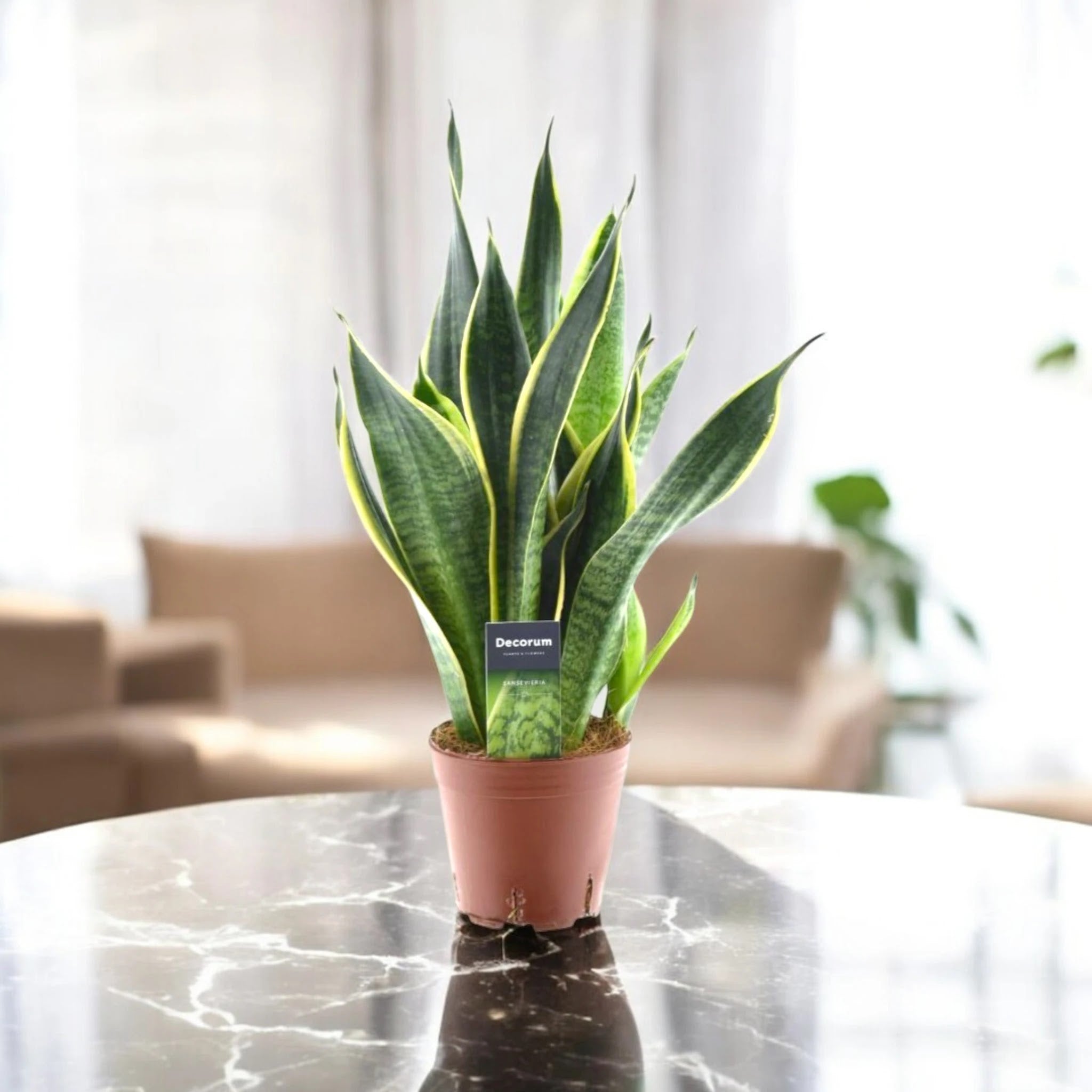 Sansevieria trifasciata 'Futura Superba'