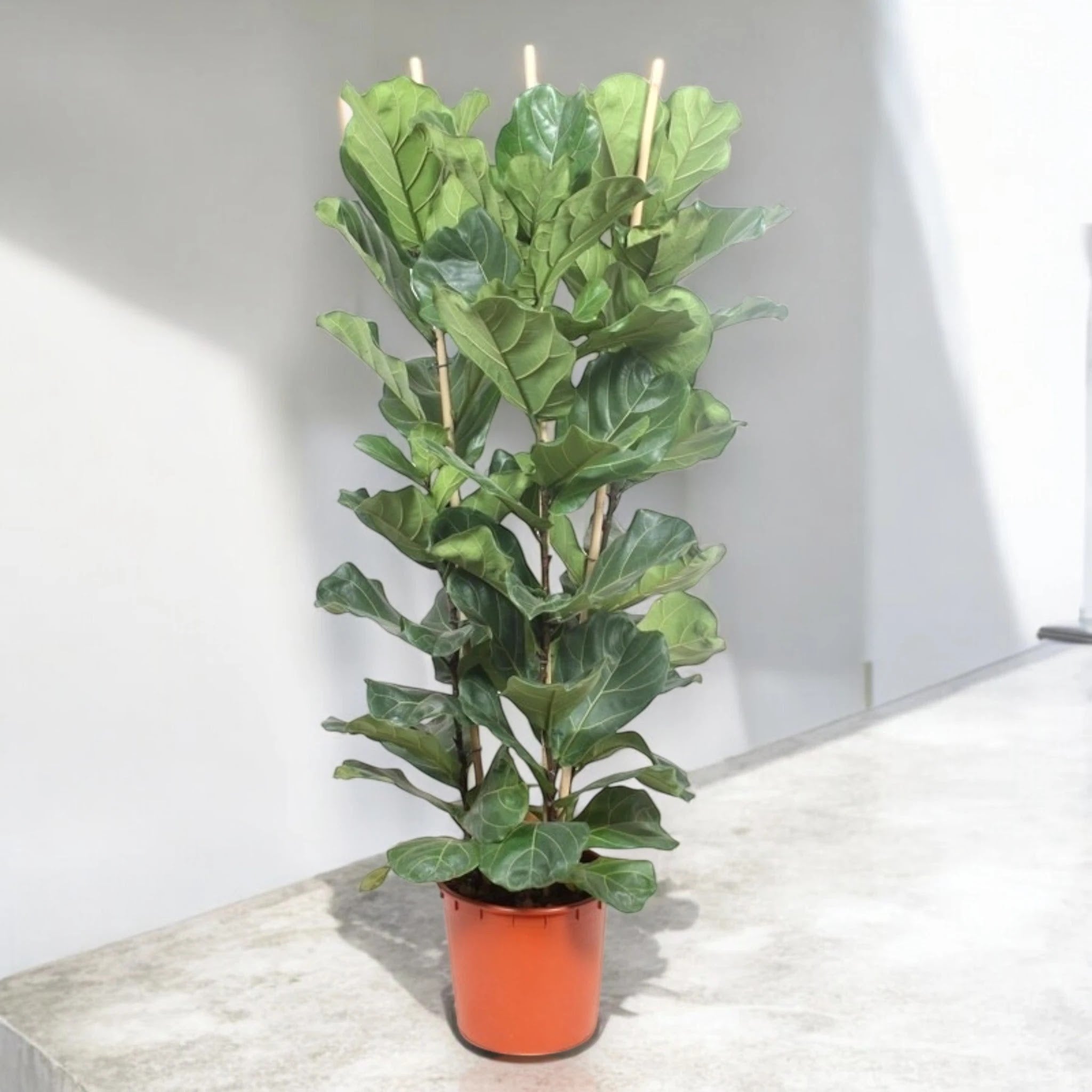 Ficus lyrata