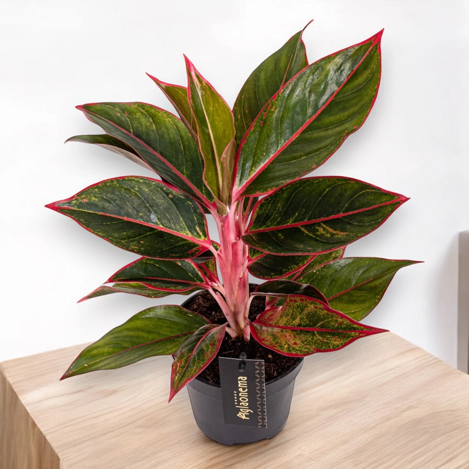 Aglaonema 'Jungle Red'