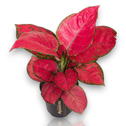 Dettaglio foglie Aglaonema Red Joy con venature rosse su fondo verde scuro