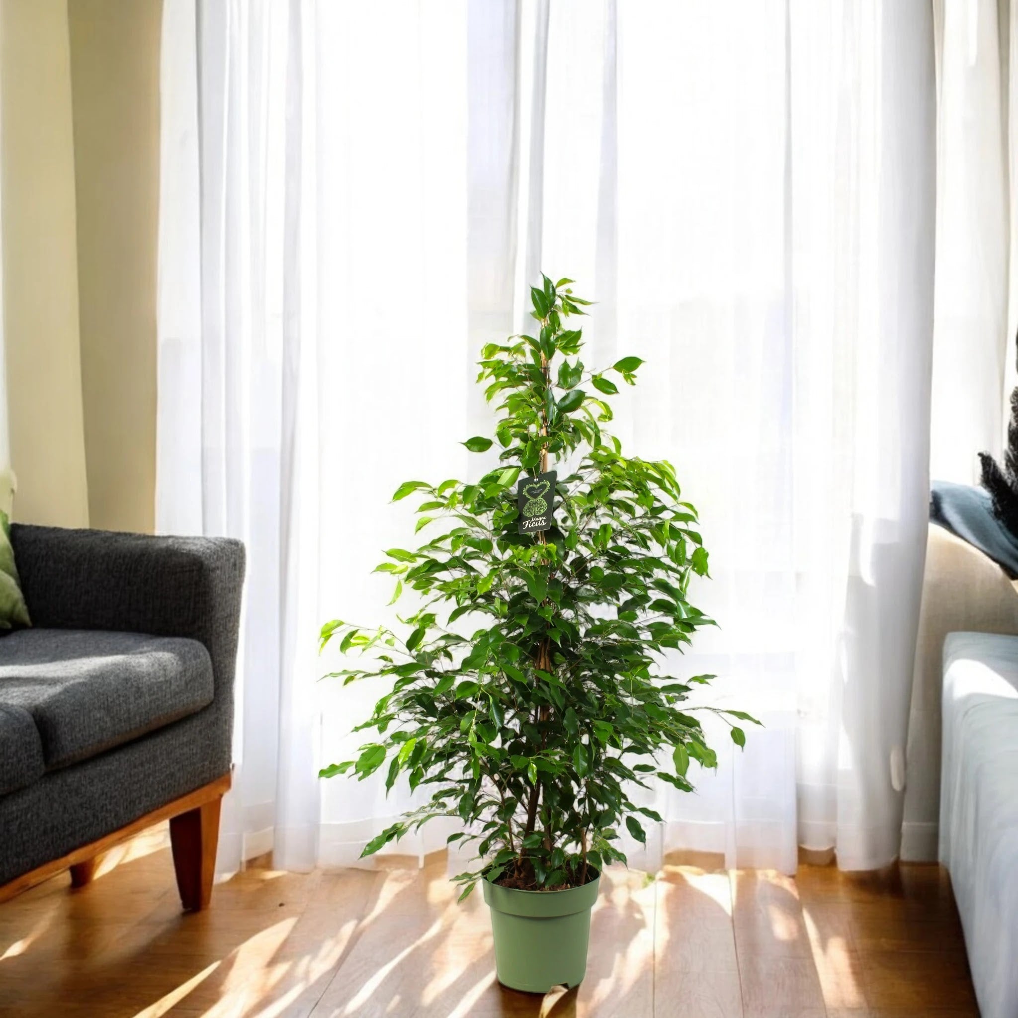Ficus benjamina 'Exotica'