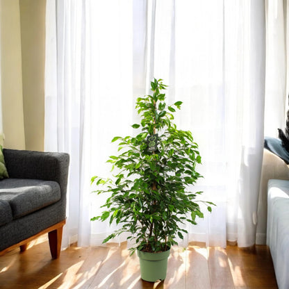 Ficus benjamina 'Exotica'