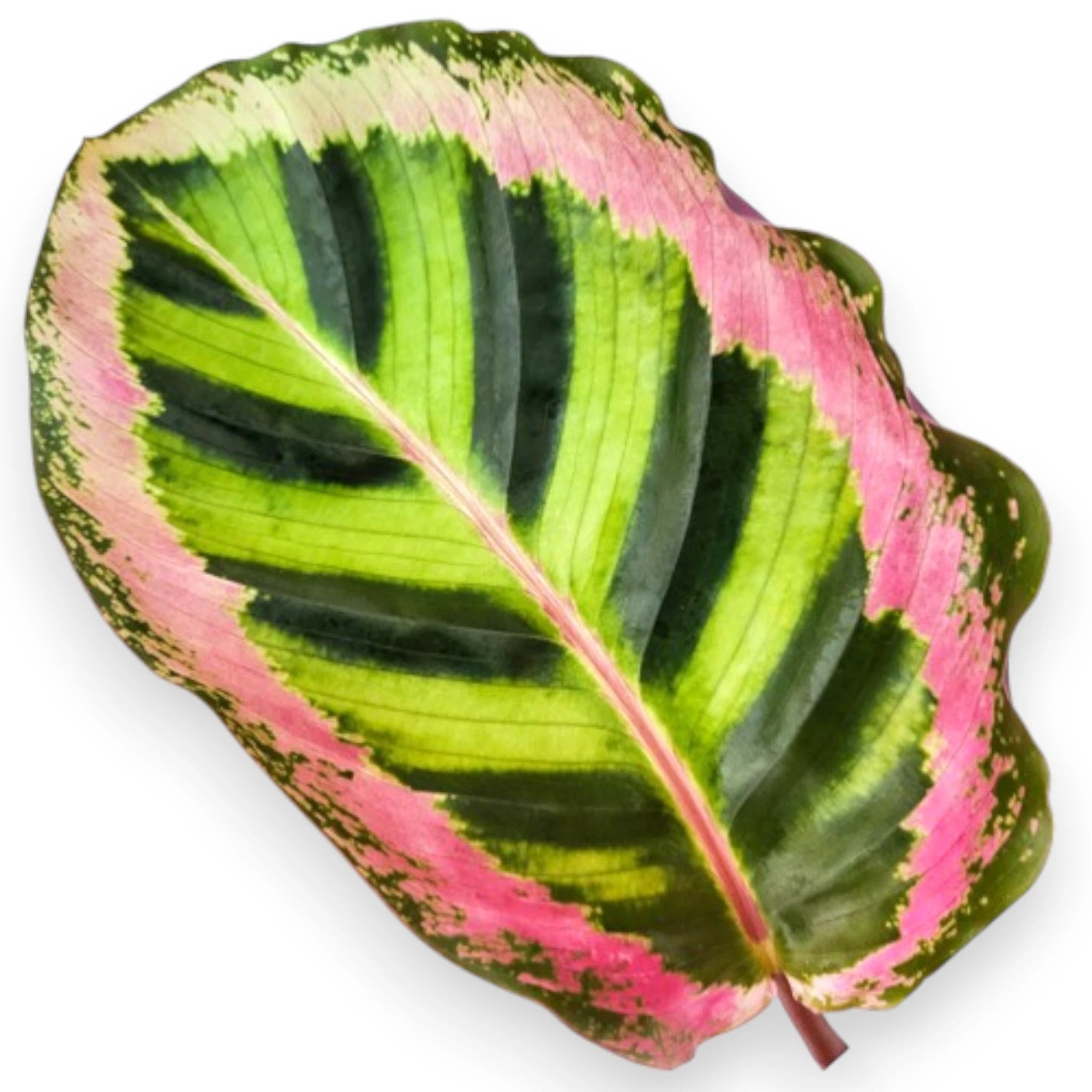Calathea roseopicta 'Angela'