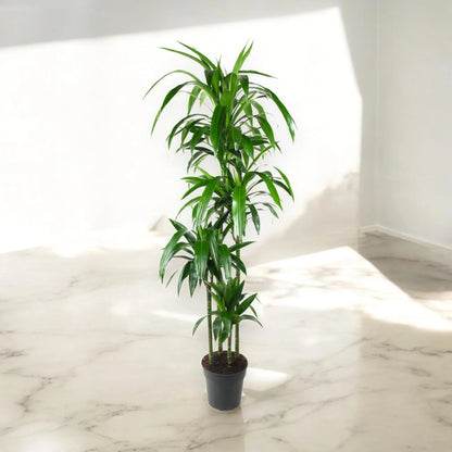Dracaena fragrans 'Janet craig'