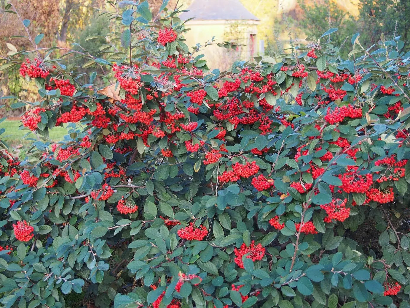 Foglie verdi obovate e bacche rosse decorative di Cotoneaster lacteus