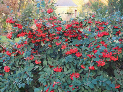 Foglie verdi obovate e bacche rosse decorative di Cotoneaster lacteus