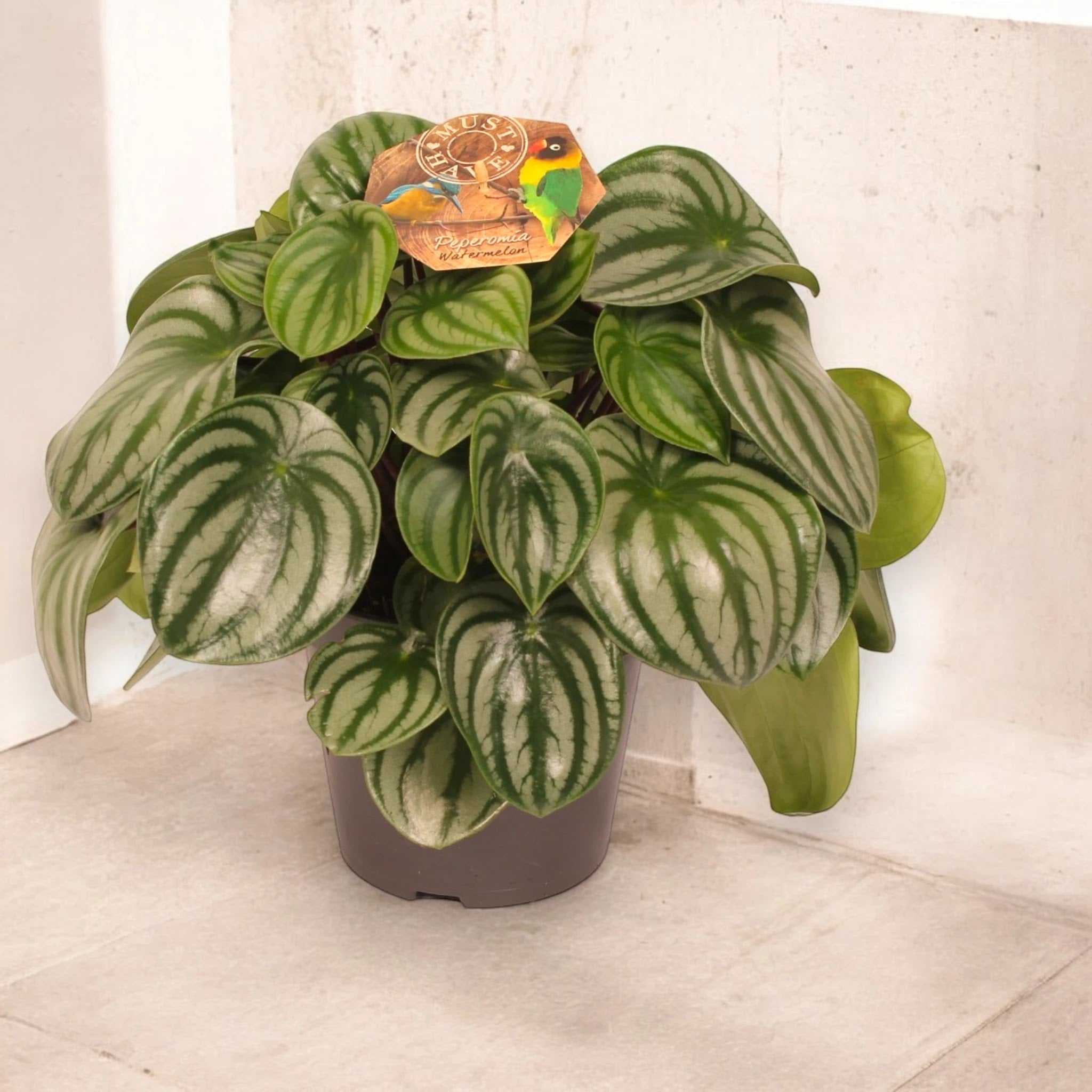 Peperomia argyreia