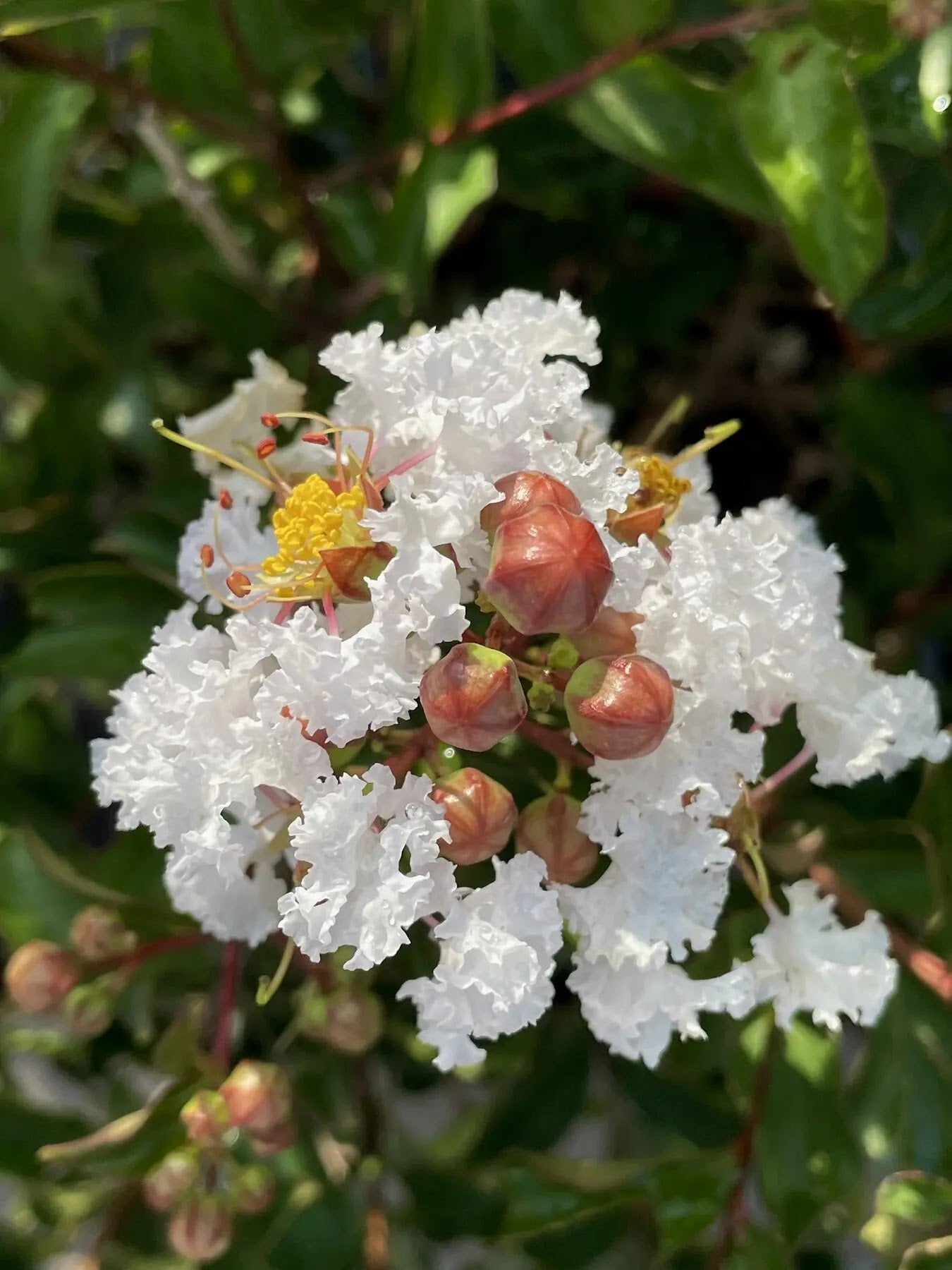 Lagerstroemia indica 'Nivea'