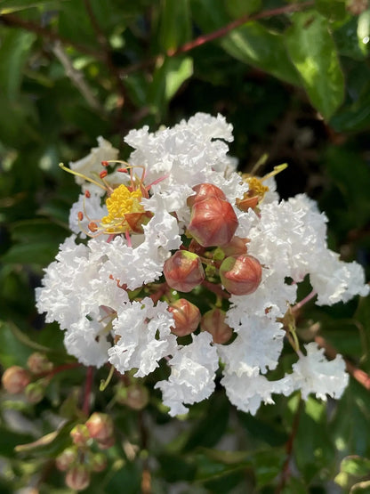 Lagerstroemia indica 'Nivea'