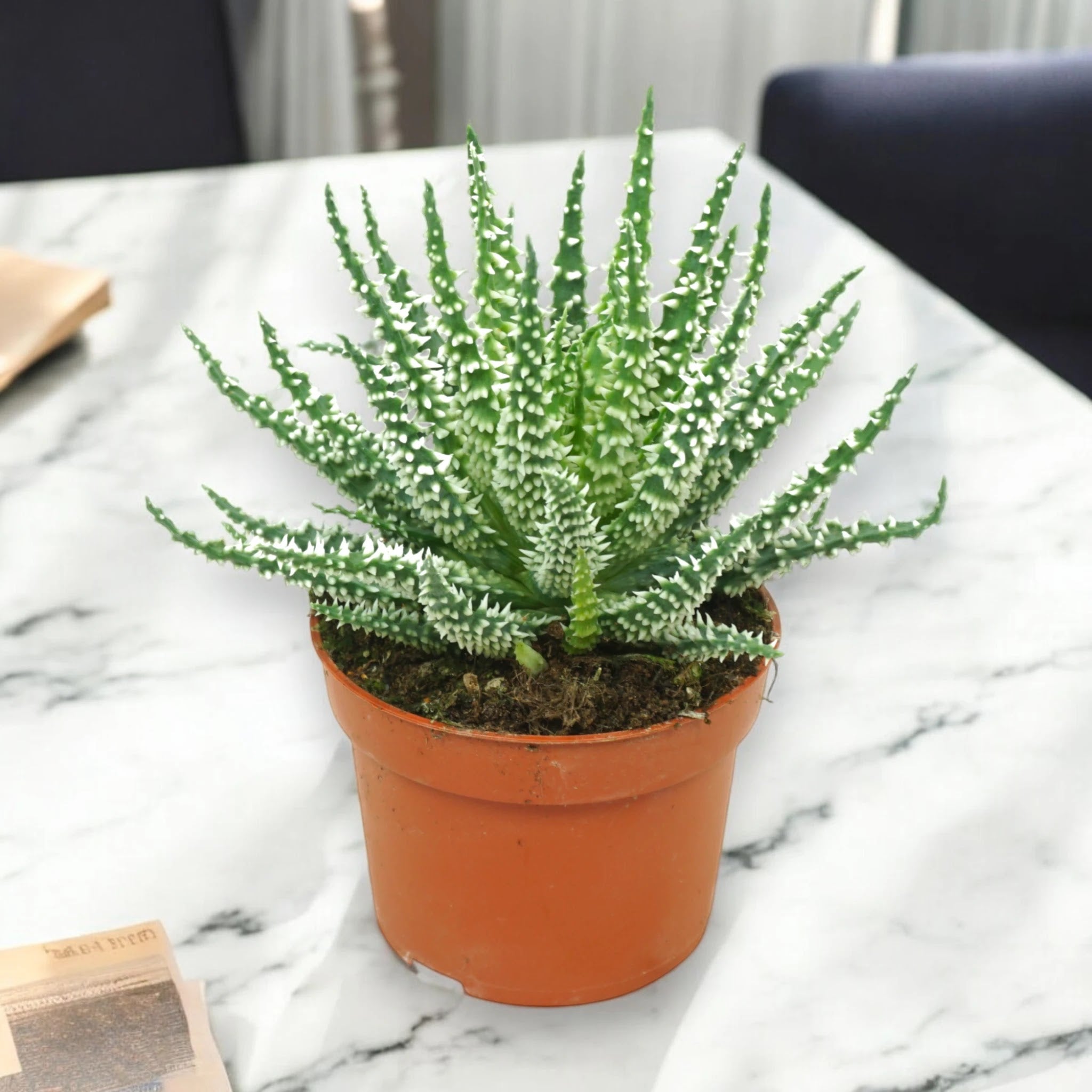 Aloe humilis