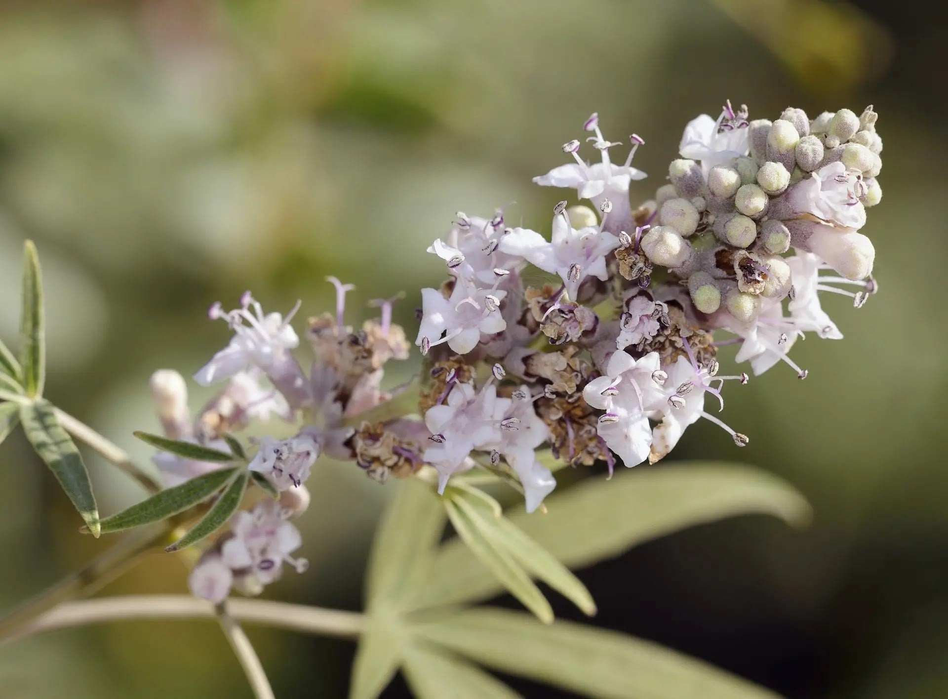 Vitex agnus-castus 'Galactic Pink'