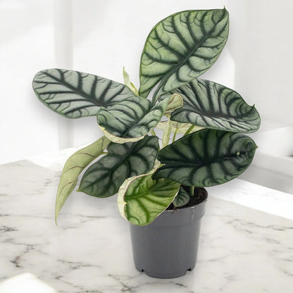 Alocasia 'Dragon scale'