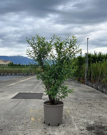 Spirea - Spiraea × vanhouttei