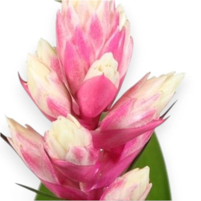 Guzmania 'Candy'