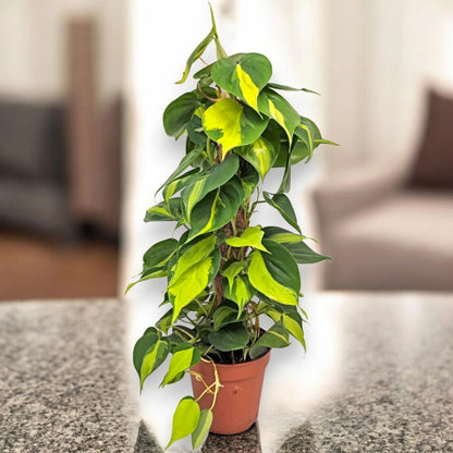 Philodendron scandens 'Brasil'