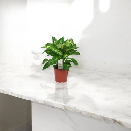 Dieffenbachia 'Compacta'