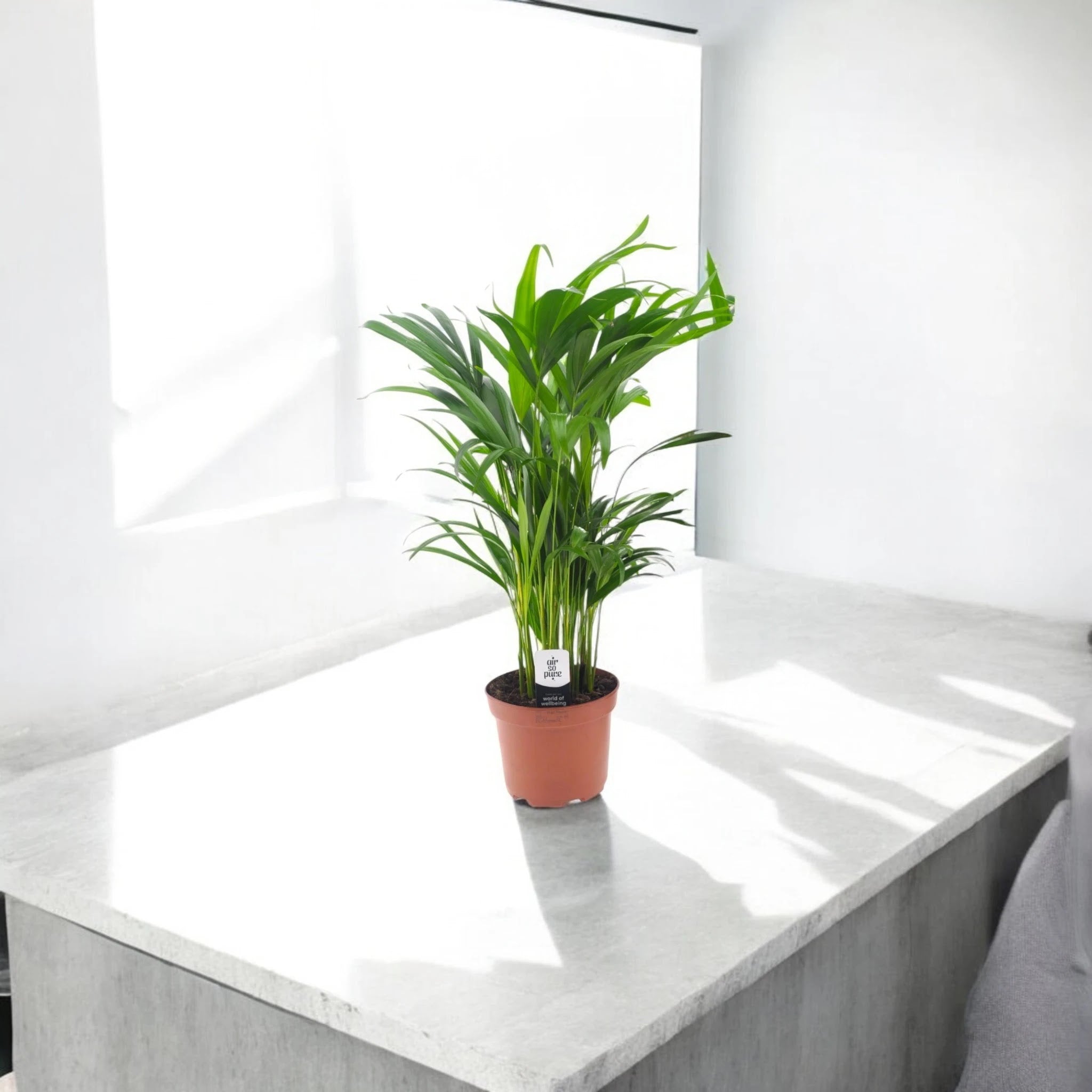 Areca - Dypsis lutescens