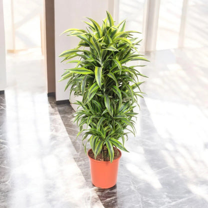 Dettaglio foglie Dracaena Lemon Lime con caratteristiche striature giallo lime sui margini verdi