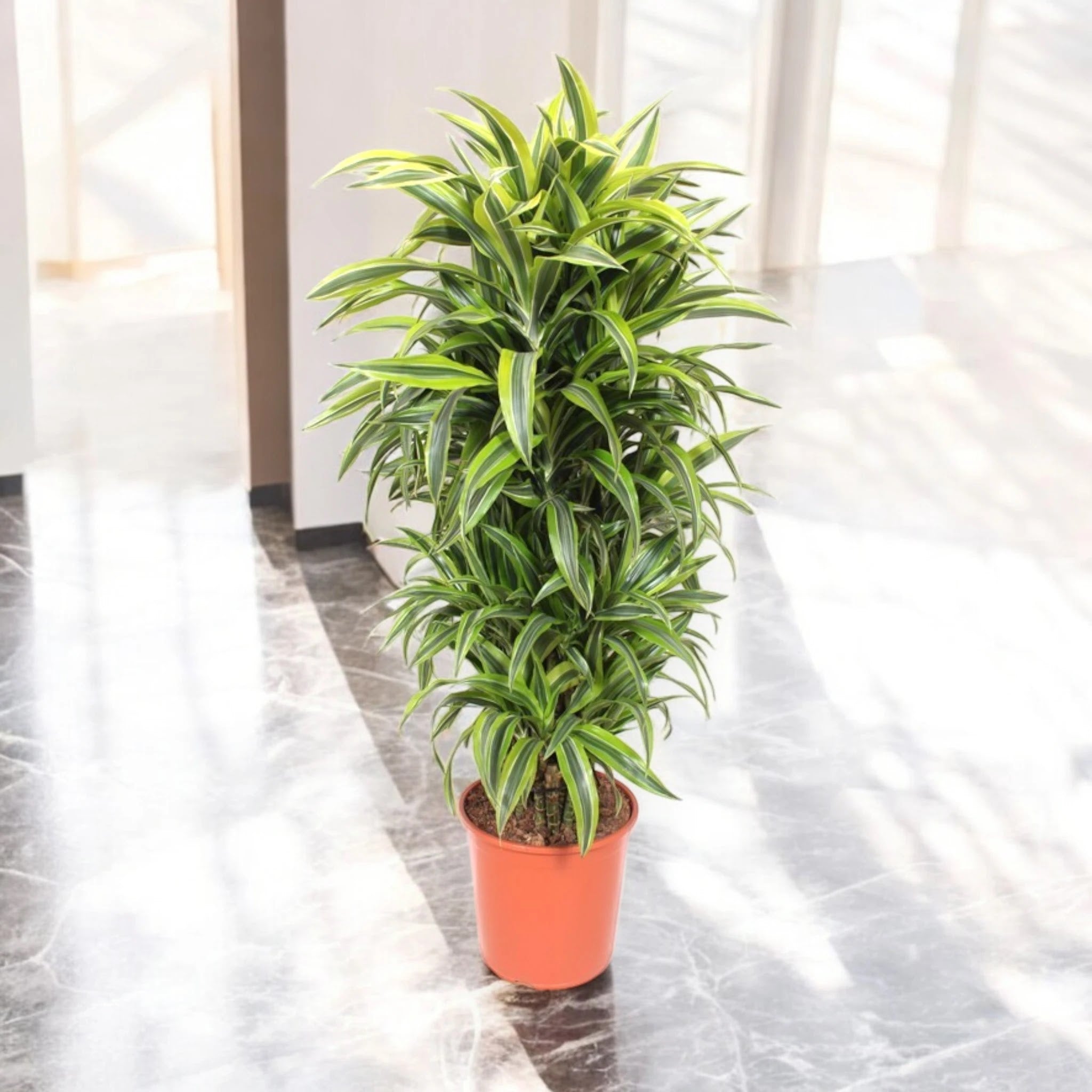 Nandina domestica 'Lemon-Lime'