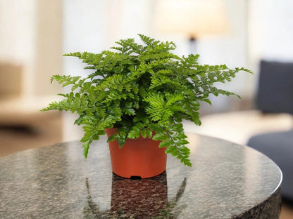 Asplenium parvati