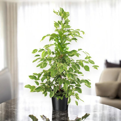 Ficus benjamina 'Golden King'