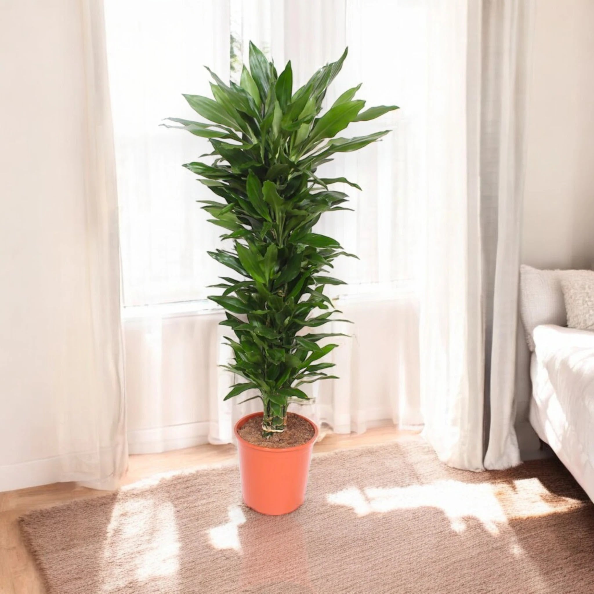Dracaena fragrans 'Janet Lind'