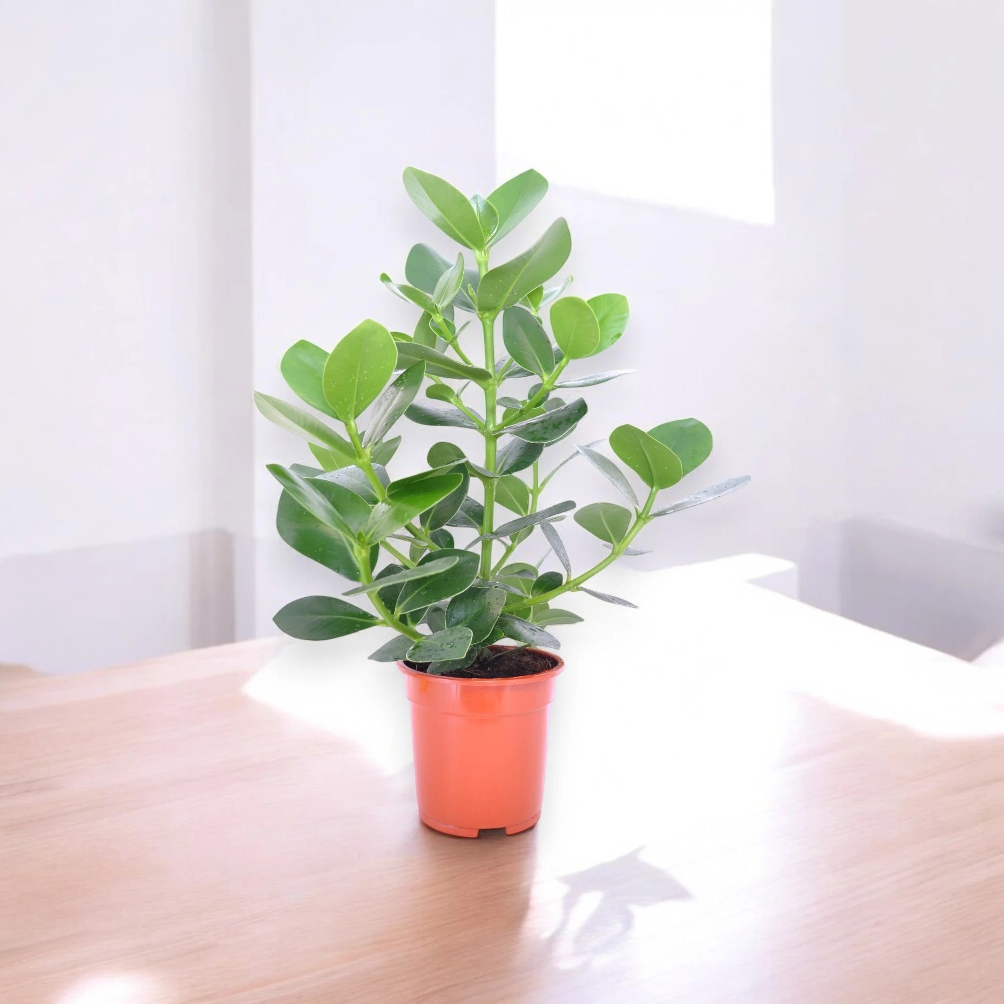 Dettaglio foglie ovali carnose lucide di Clusia rosea, spesse e coriacee di colore verde intenso