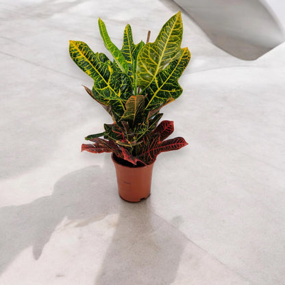 Codiaeum variegatum 'Excellent'