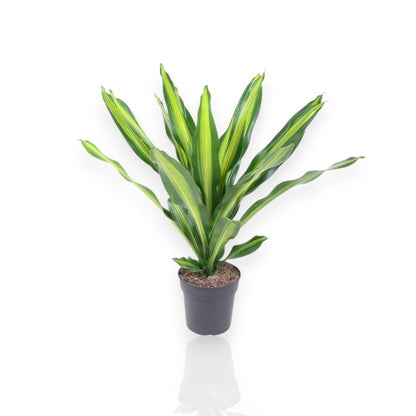 Dracaena fragrans 'Burley'