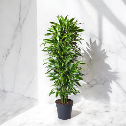 Dracaena fragrans 'Golden coast'