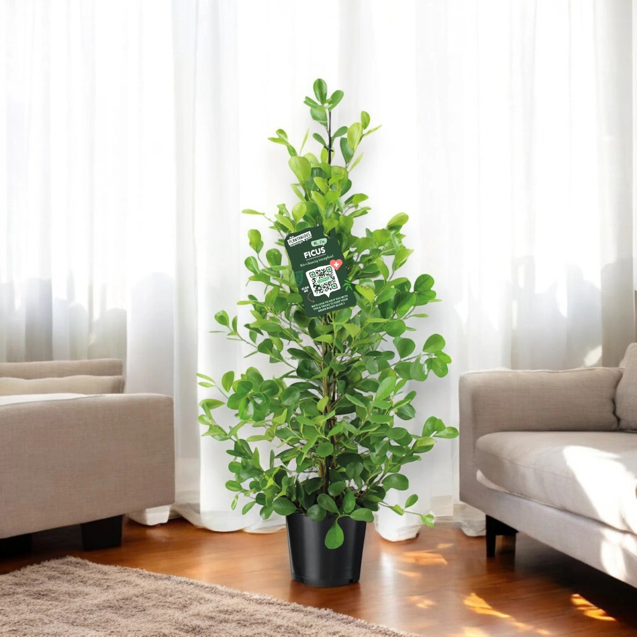 Ficus microcarpa 'Moclame'