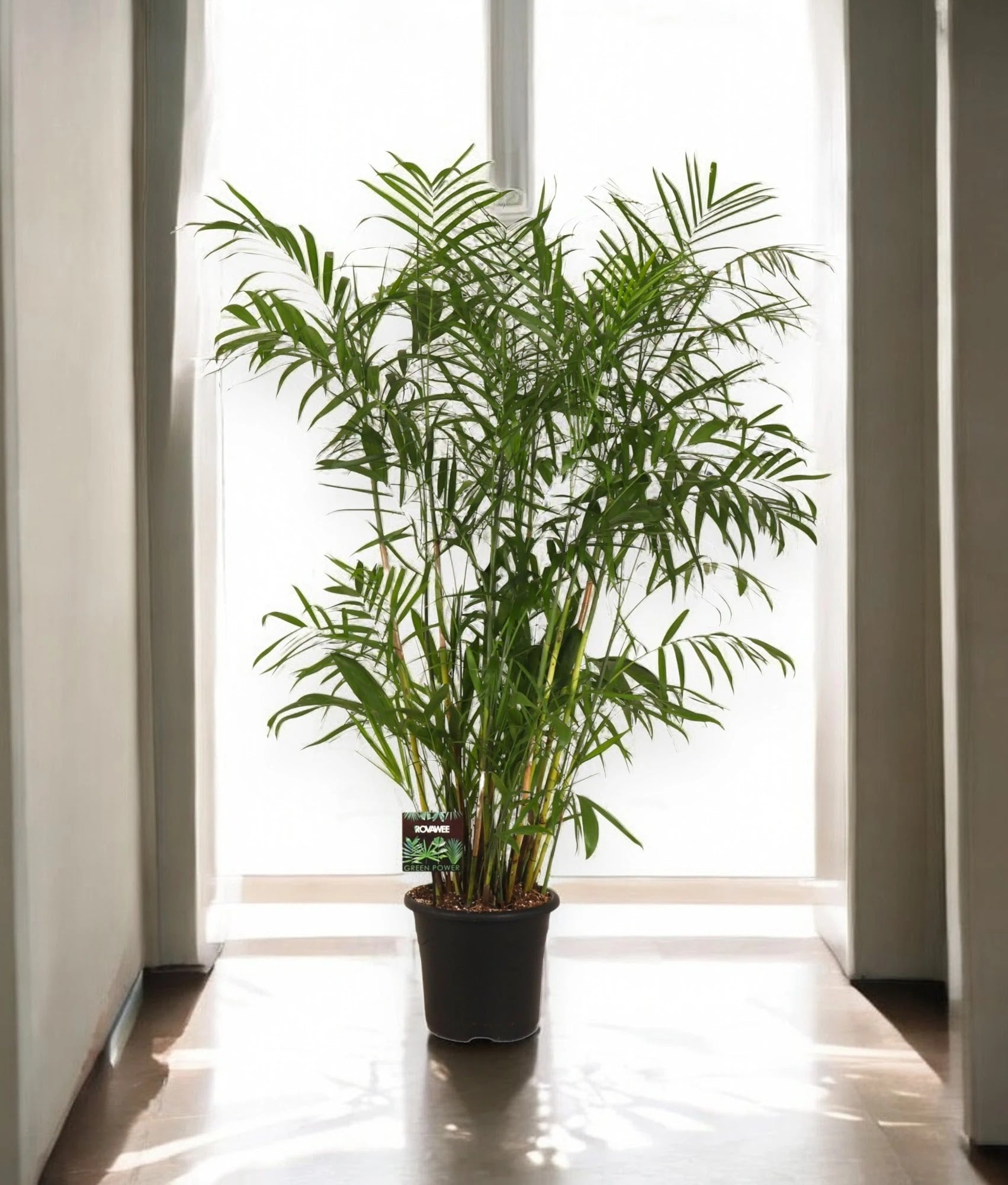 Chamaedorea seifrizii