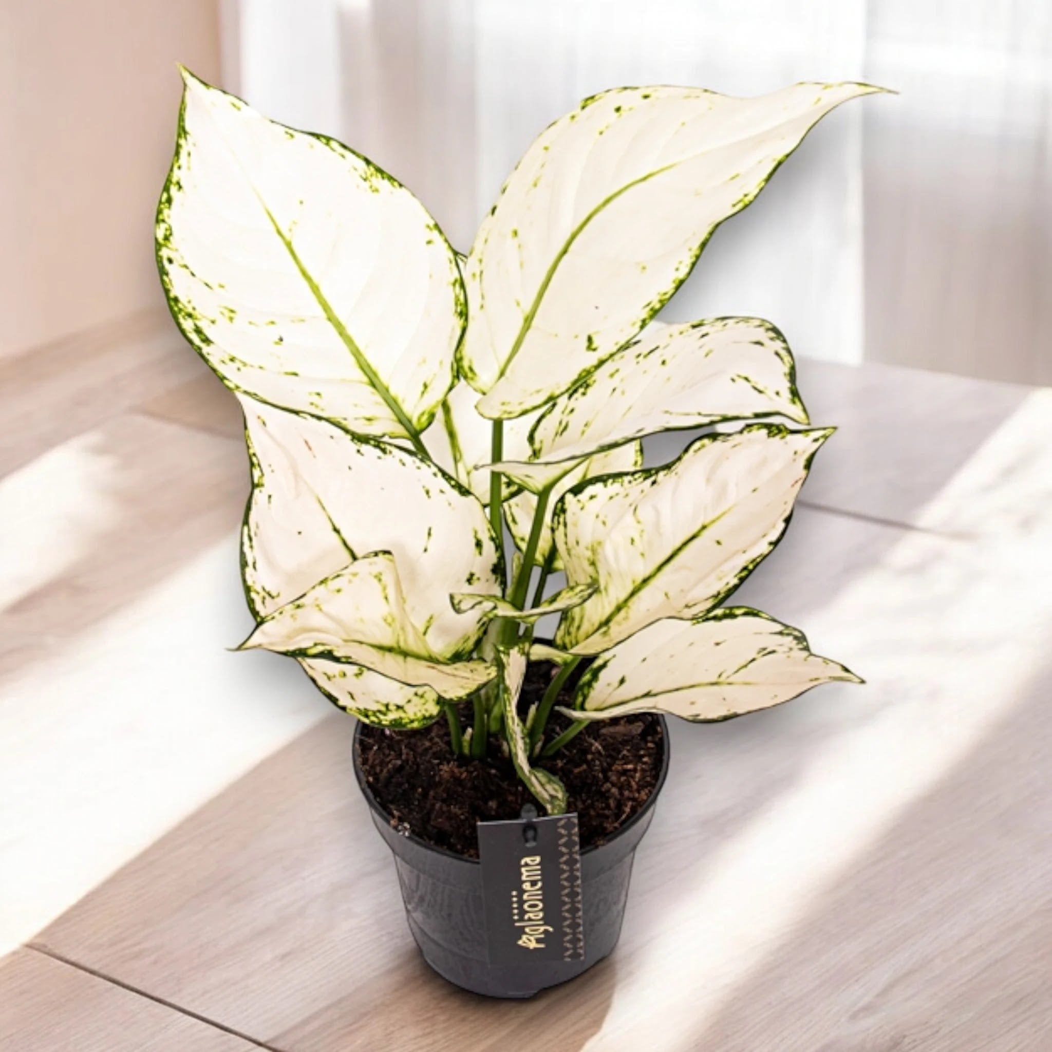 Aglaonema 'White joy'