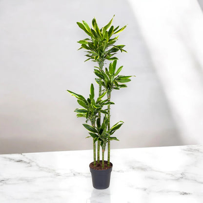 Dracaena fragrans 'Golden coast'