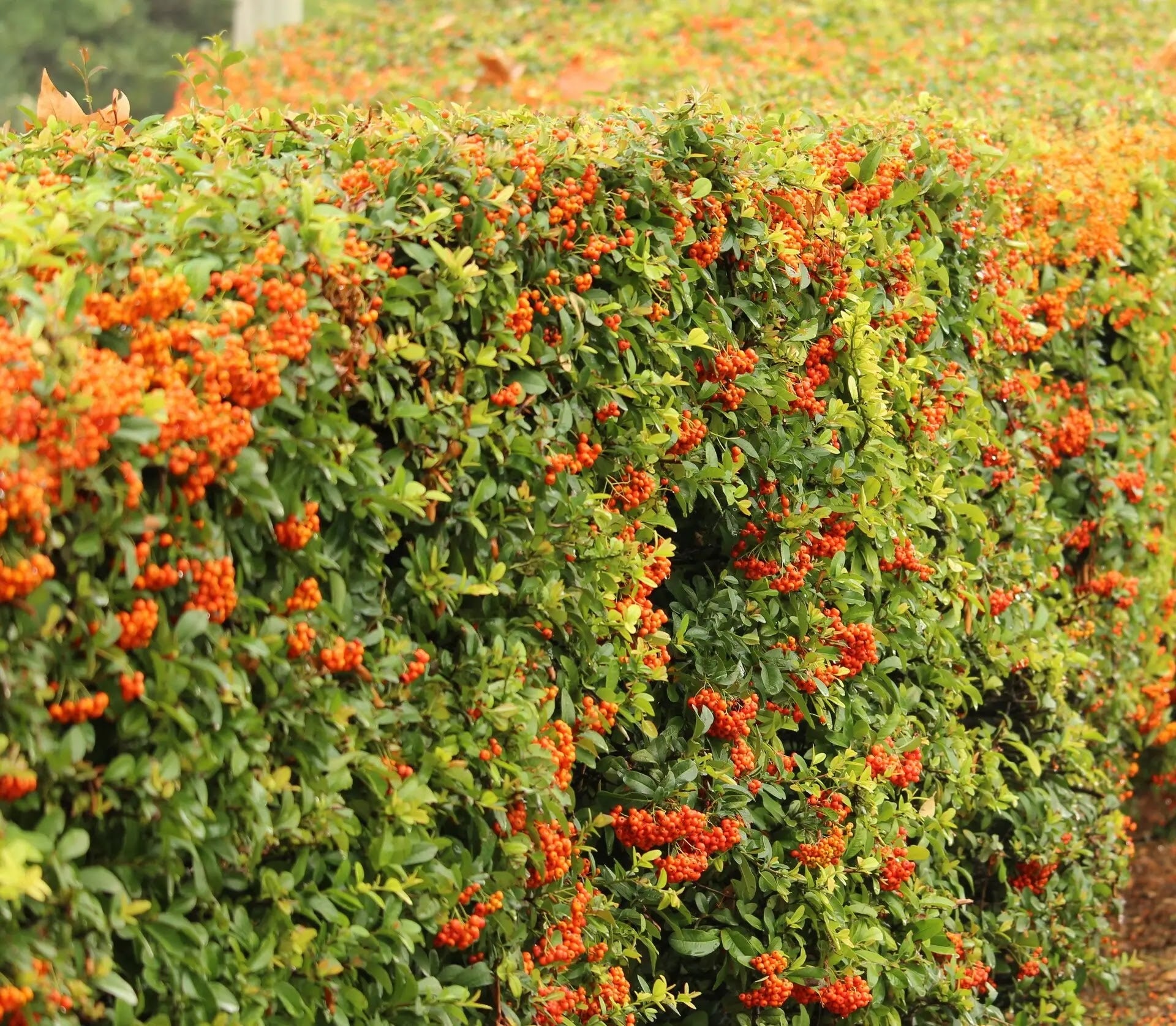 Cotoneaster lacteus