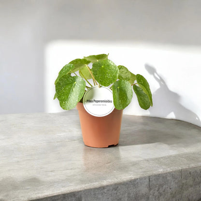 Pilea peperomioides 'Sugar'