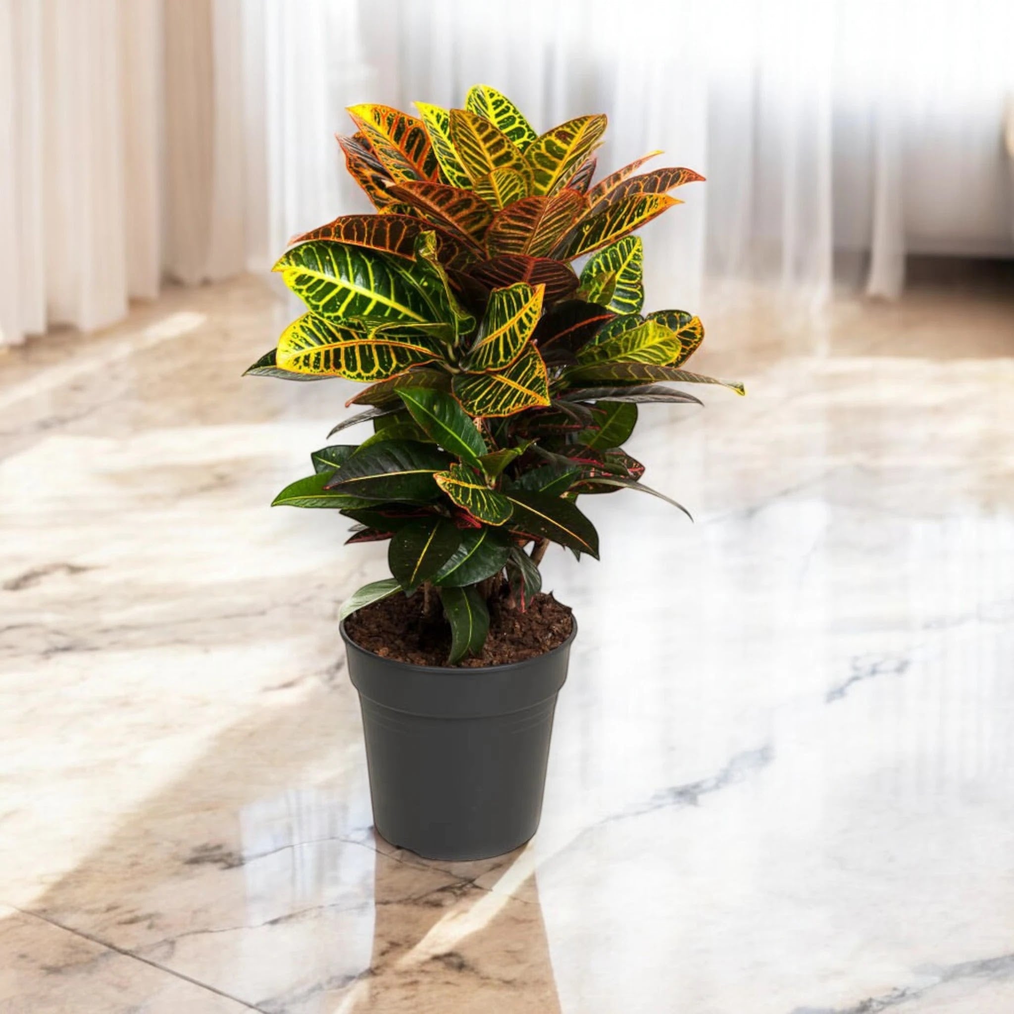 Codiaeum variegatum 'Petra'
