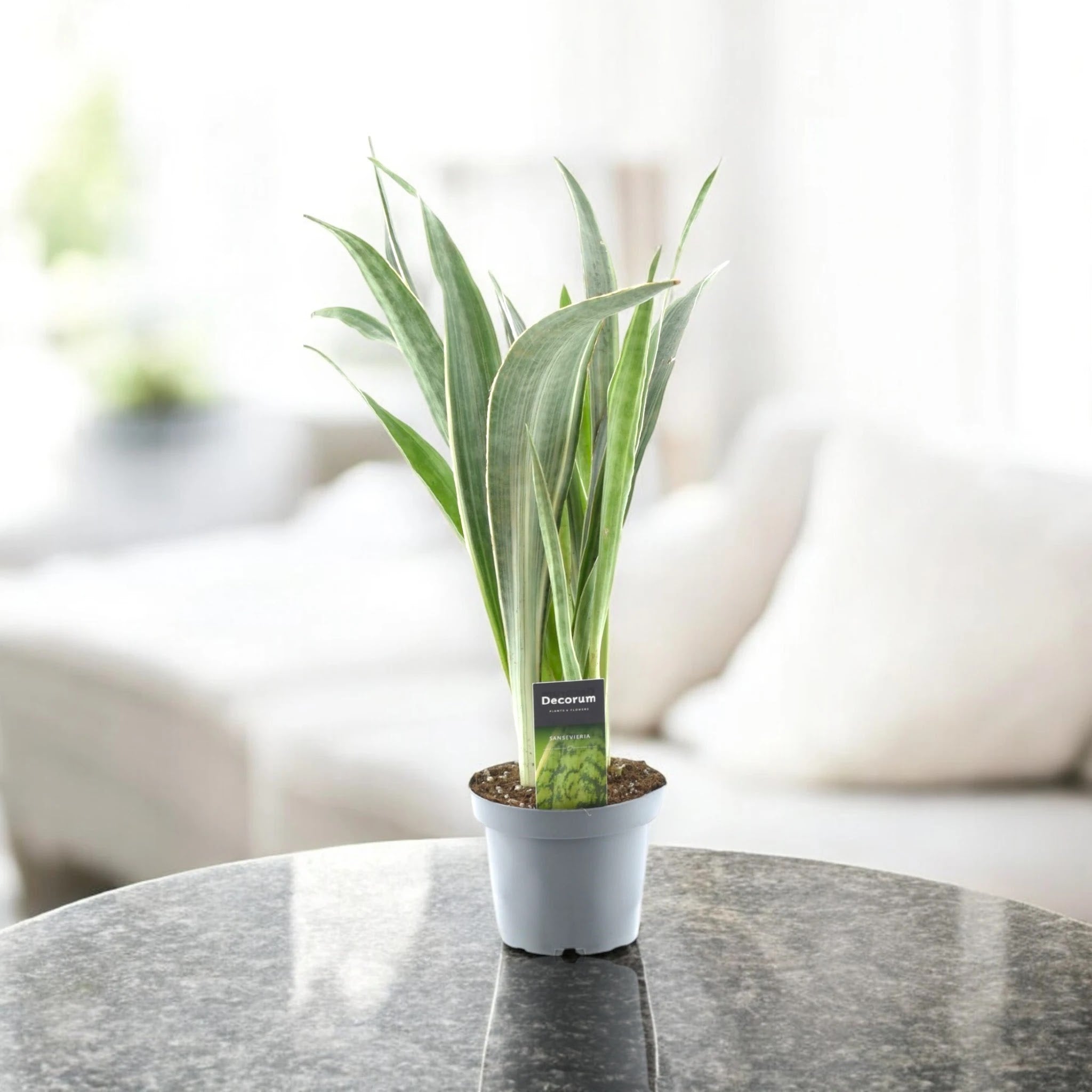 Sansevieria trifasciata 'Metallica'