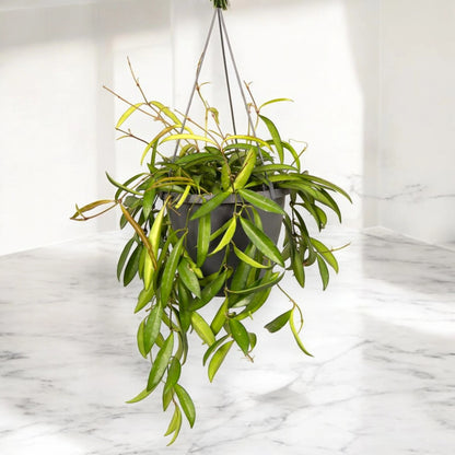 Hoya wayetii