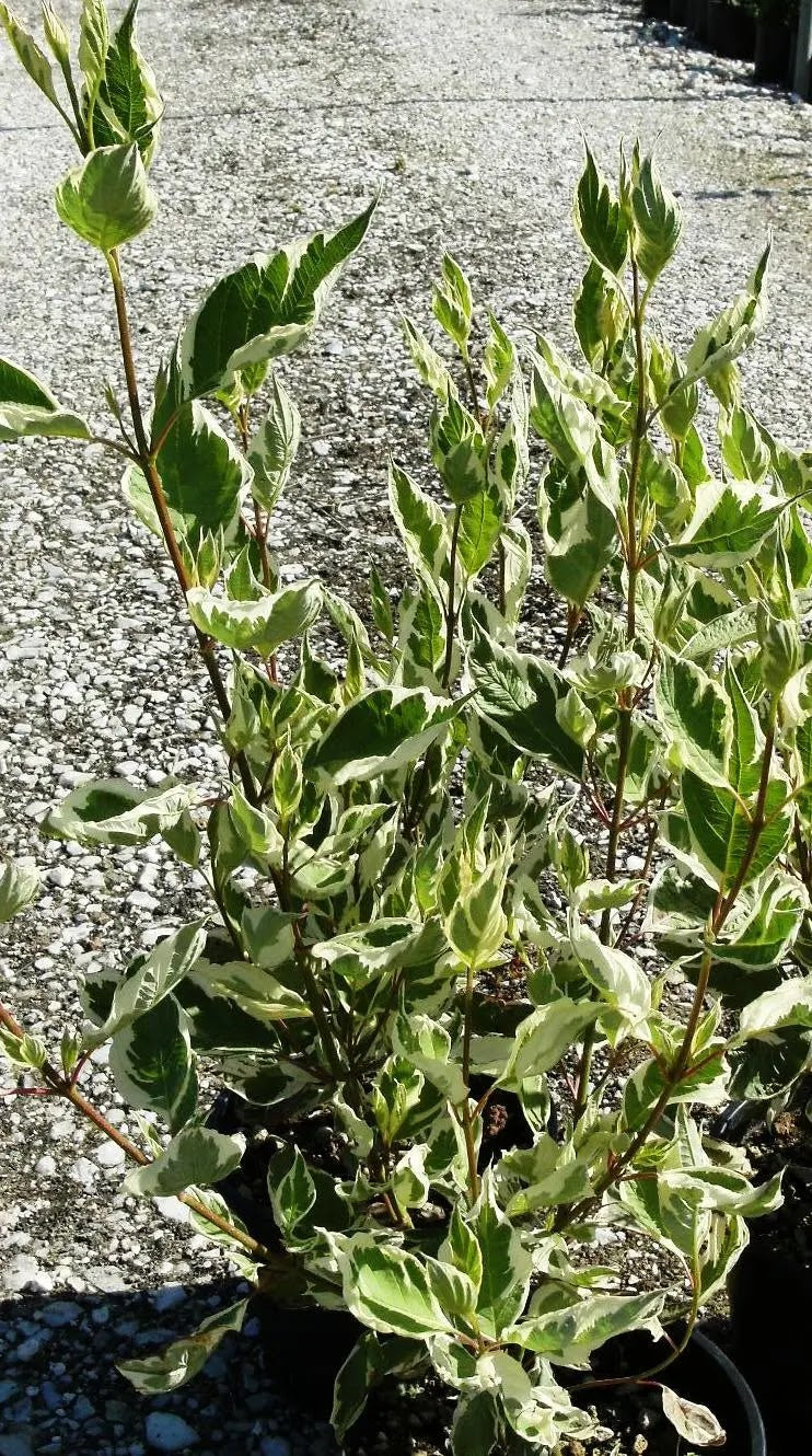Cornus alba Elegantissima cespuglio intero con foglie grigio-verdi marginate di bianco in giardino