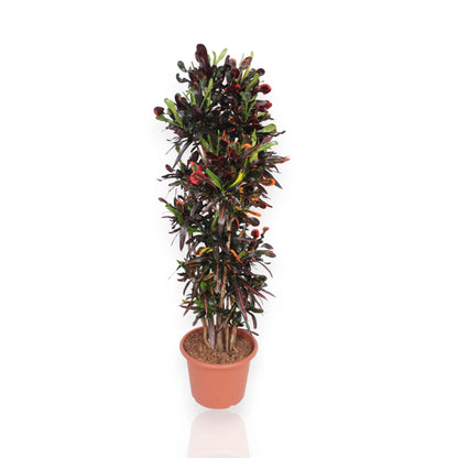 Codiaeum variegatum 'Mammi'