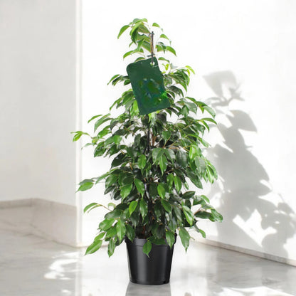 Ficus benjamina 'Danielle'